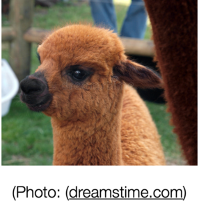 Alpacas